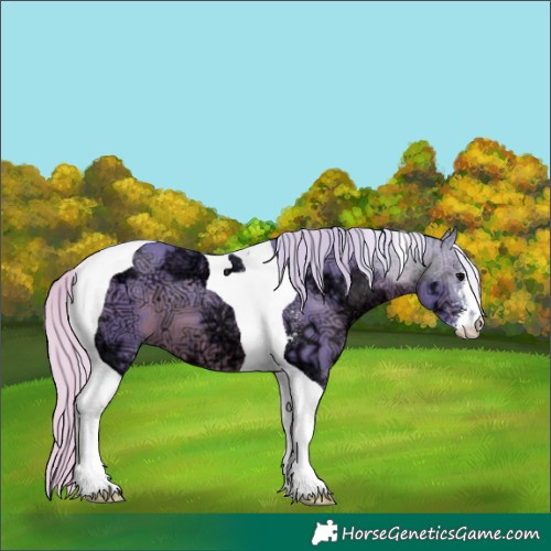 Horse Color:Watercolor Silver Black Ice Sabino Tobiano 