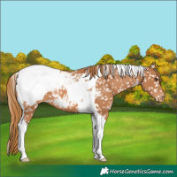 Horse Color:Chestnut Tobiano Snowcap