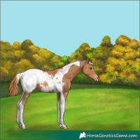 Horse Color:Chestnut Tobiano Appaloosa