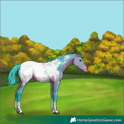 Horse Color:Watercolor Bay Sabino Tobiano Appaloosa
