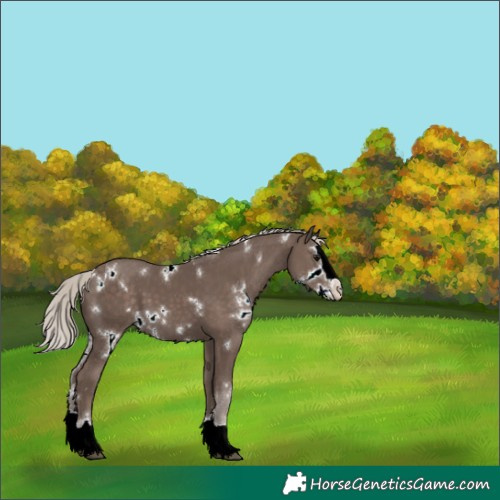 Horse Color:White Spotted Silver Black Splash 