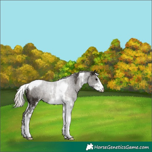 Horse Color:White Spotted Silver Black Ice Tobiano 