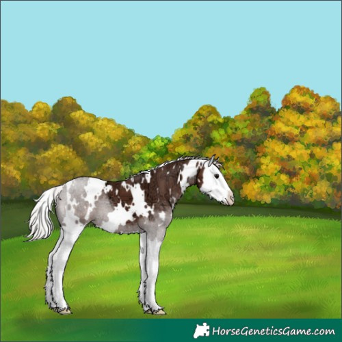 Horse Color:White Spotted Silver Black Ice Splash 