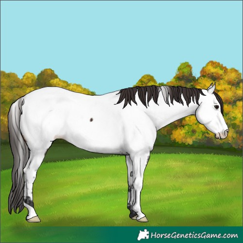 Horse Color:Brown Fewspot 