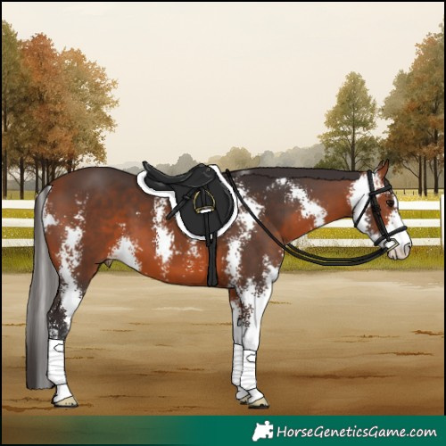 Horse Color:Bay Sabino 