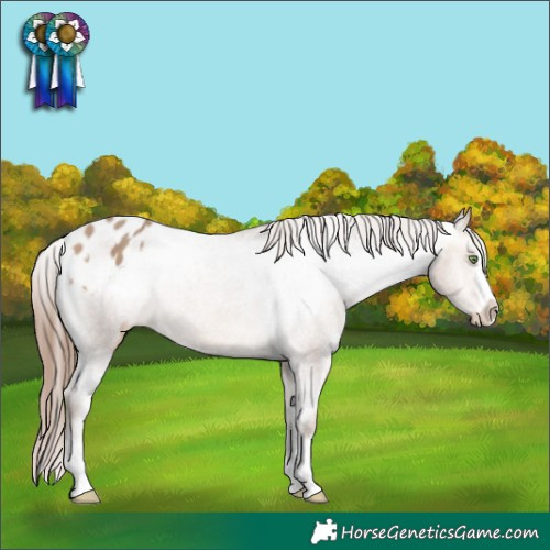 Horse Color:Amber Champagne Splash Varnish 