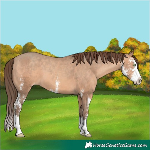 Horse Color:Sable Champagne Sabino Splash Appaloosa
