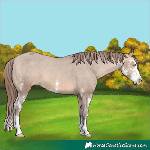 Horse Color:Sable Champagne Sabino Splash Appaloosa 
