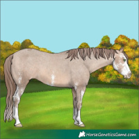 Horse Color:Sable Champagne Sabino Splash Appaloosa