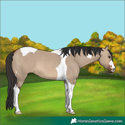 Horse Color:Brown Dun Tobiano 
