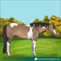 Horse Color:Brown Dun Tobiano 