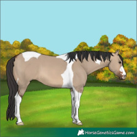 Horse Color:Brown Dun Tobiano 