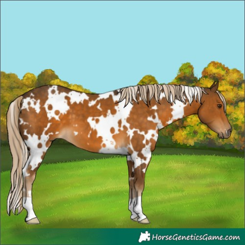 Horse Color:White Spotted Chocolate Palomino 