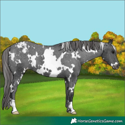 Horse Color:White Spotted Black Appaloosa 