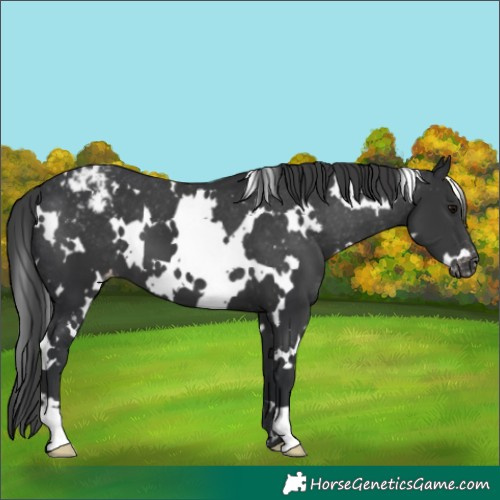 Horse Color:White Spotted Black Varnish 