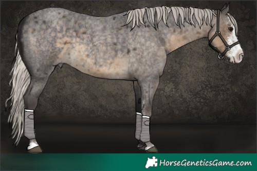 Horse Color:Silver Smoky Blue Roan Sabino 