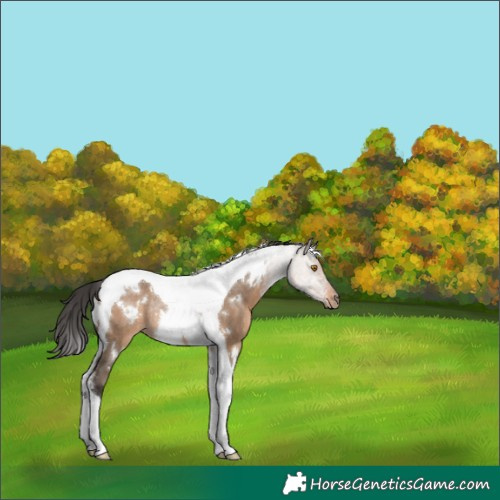 Horse Color:White Spotted Brown Dun Tobiano Rabicano 