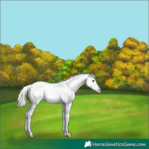 Horse Color:Silver Grullo Sabino Rabicano 
