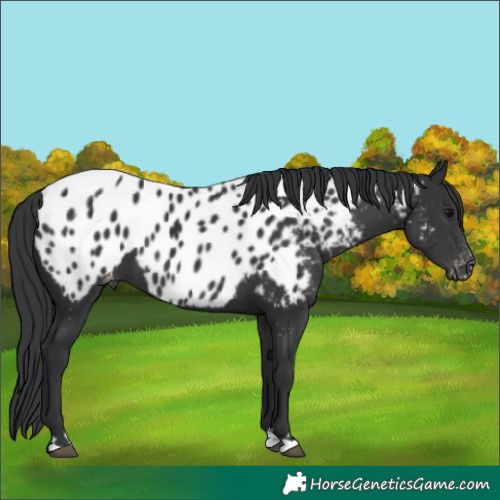 Horse Color:Black Appaloosa