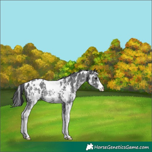 Horse Color:White Spotted Black Sabino Rabicano 