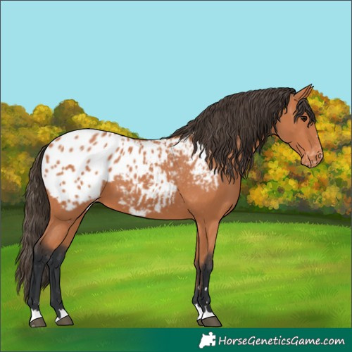 Horse Color:Bay Blanket 