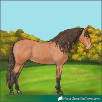 Horse Color:Bay Appaloosa 