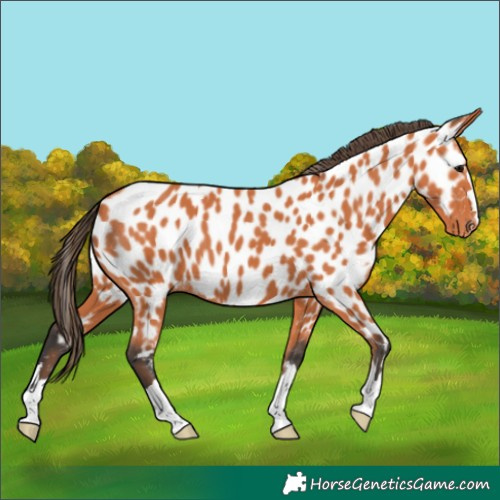 Horse Color:Bay Near Leopard 