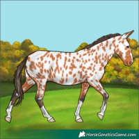 Horse Color:Bay Near Leopard