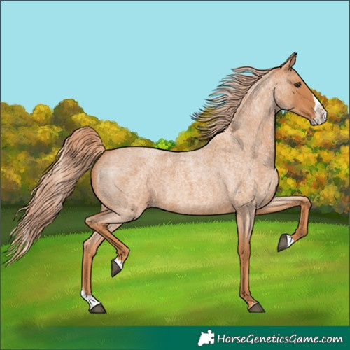 Horse Color:Red Roan Splash