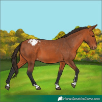 Horse Color:Bay Appaloosa 