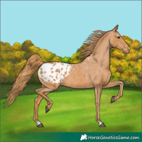 Horse Color:Chestnut Appaloosa