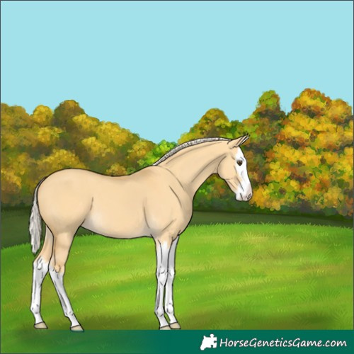 Horse Color:Palomino Dun Splash 