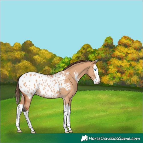 Horse Color:Bay Dun Splash Appaloosa 