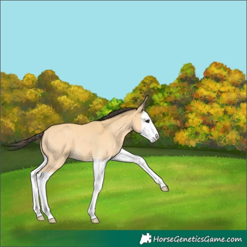 Horse Color:Buckskin Splash