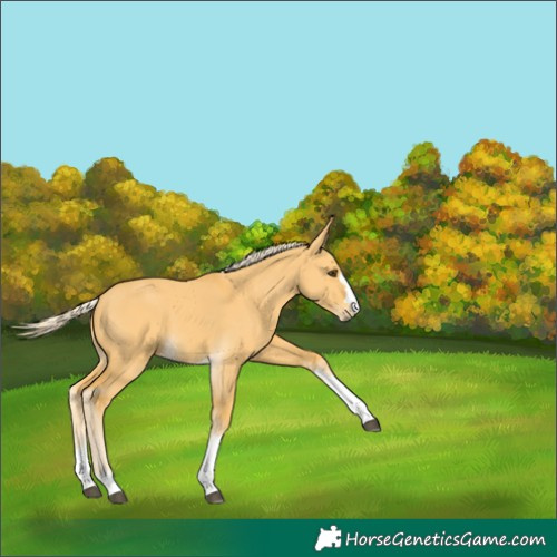 Horse Color:Palomino Dun 
