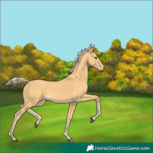 Horse Color:Palomino