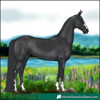 Horse Color:Black 