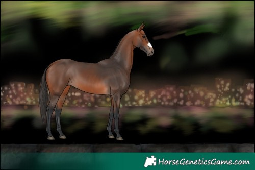 Horse Color:Bay Frame 