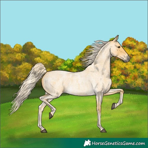 Horse Color:Palomino Roan 