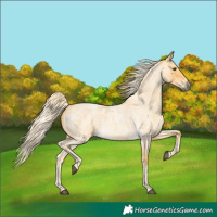 Horse Color:Palomino Roan
