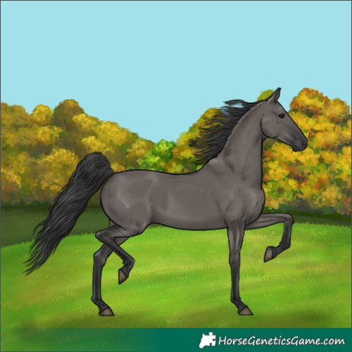 Horse Color:Grullo