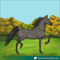 Horse Color:Grullo 