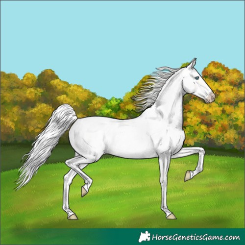 Horse Color:Cremello Roan