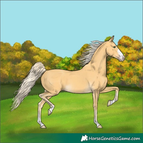 Horse Color:Gold Cream Champagne