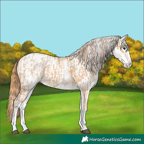 Horse Color:White Spotted Red Dun Rabicano and White Spotted Red Dun Rabicano