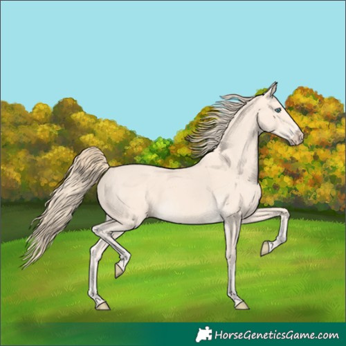Horse Color:Perlino