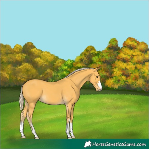 Horse Color:Palomino 