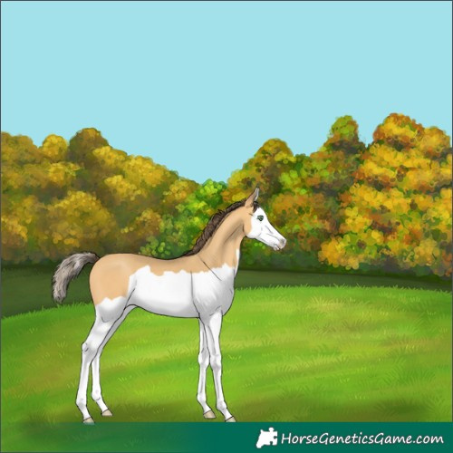 Horse Color:Amber Cream Champagne Splash