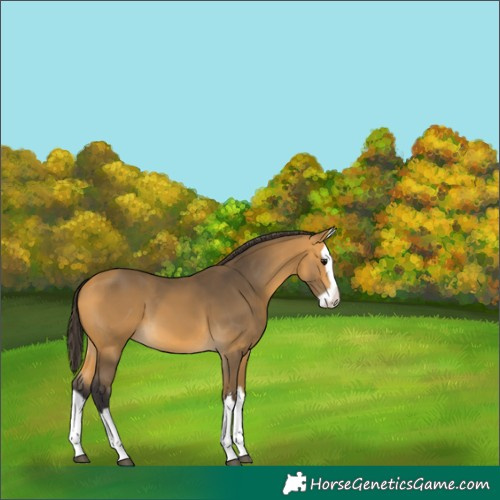 Horse Color:Buckskin Splash 