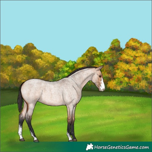 Horse Color:Bay Roan Dun Sabino 